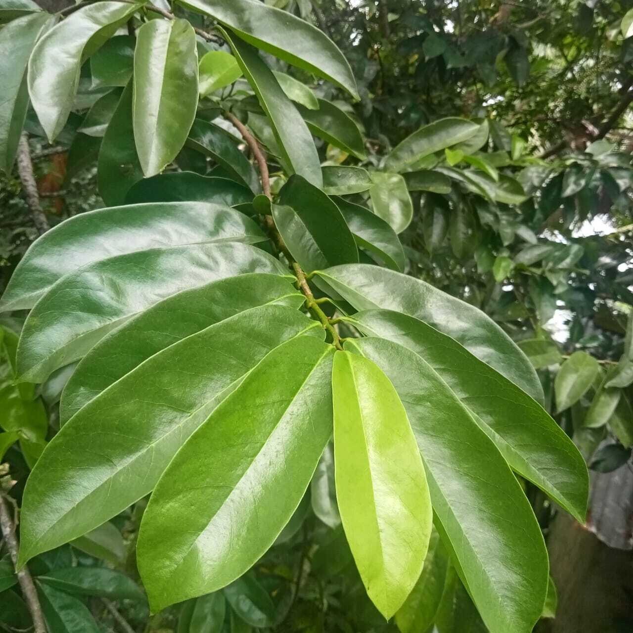 Hawaiian Quality Dried Organic Soursop Leaves 50 Pieces New Healthy Tea USA