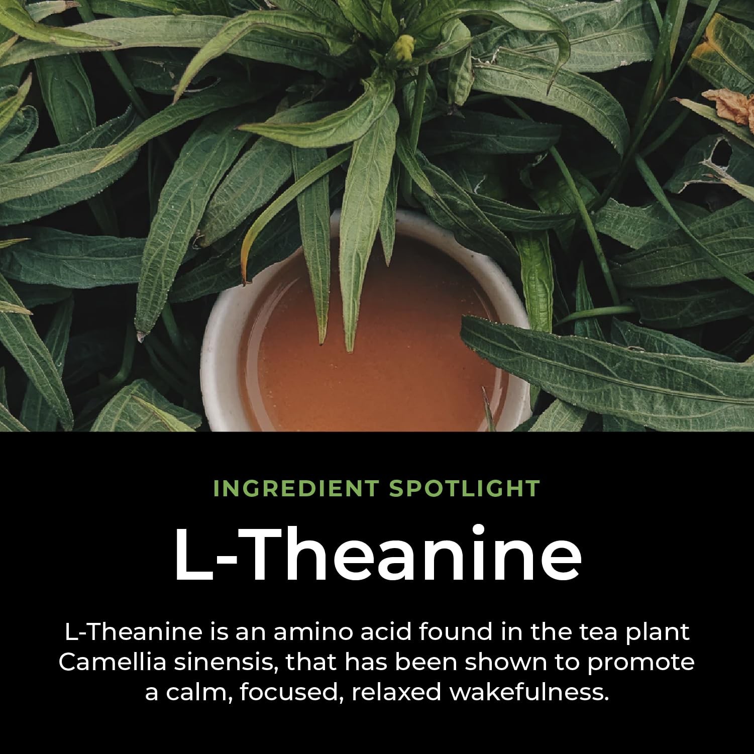 Productive Energy Tea – Enhanced Focus & Energy with 100mg L-Theanine, 90mg C…