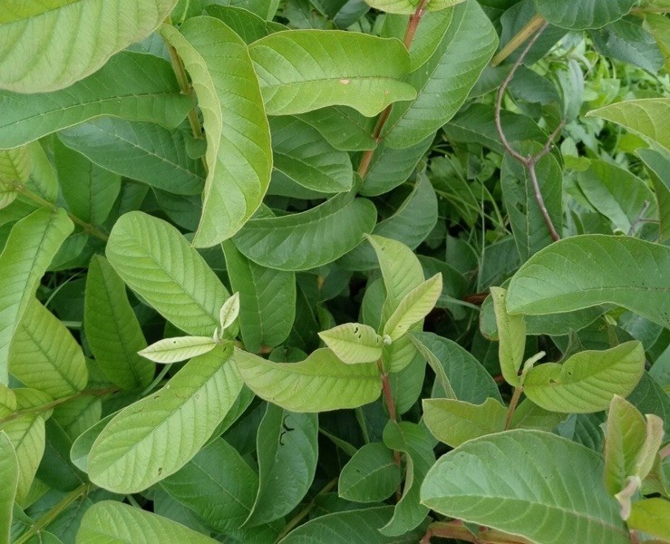 Guava 100 Fresh Leaves – Hojas de Guayaba