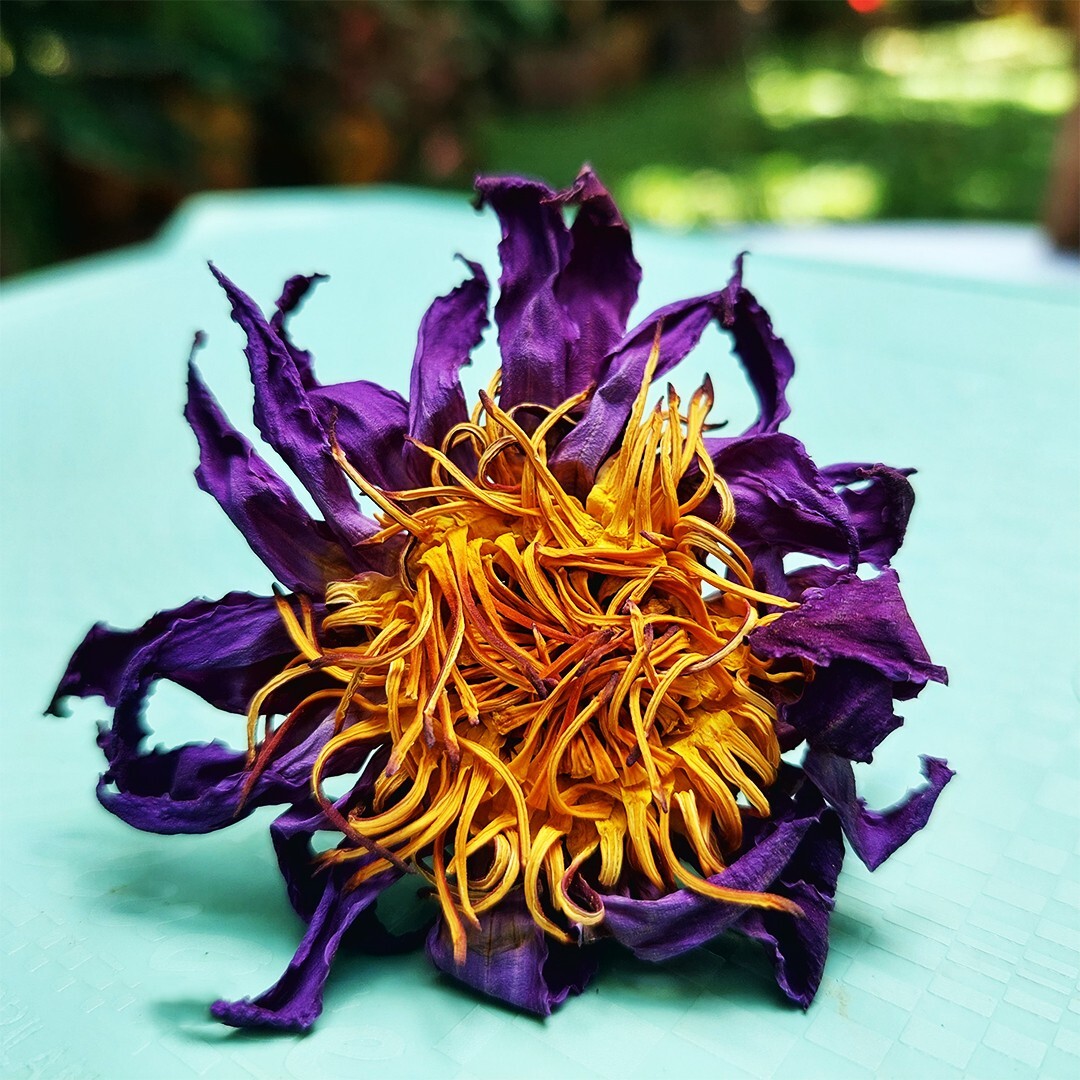 Dried Nymphaea Caerulea Flower 100% Organic Natural Hand Picked Egyptan Tea