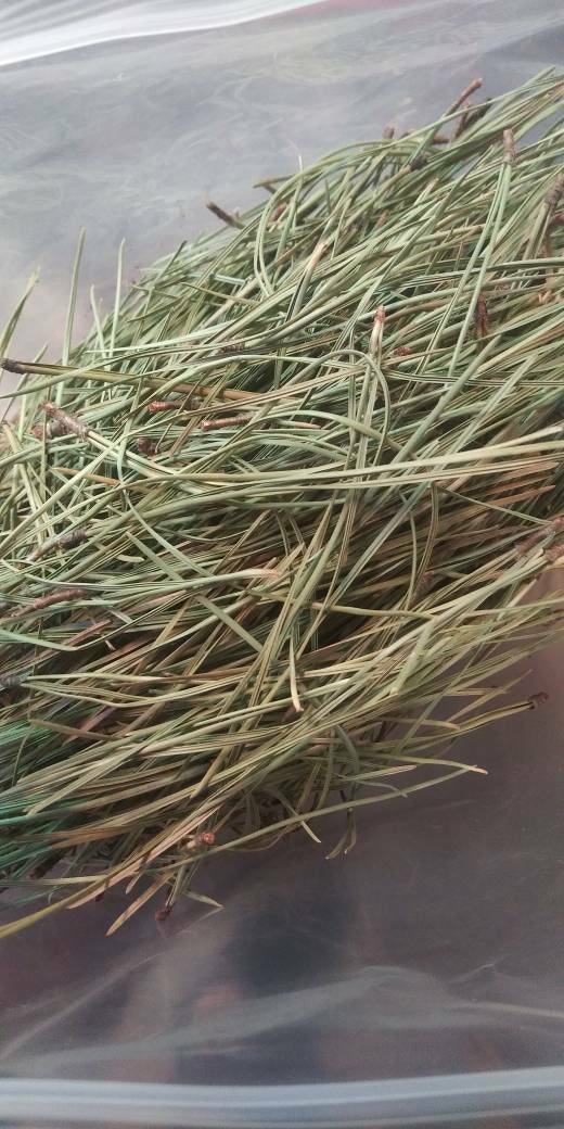 Pine Needle Tea Bulk – 1 Lb – Wholesale Pine Tea – Dried – Organic – FREE SHIPPI