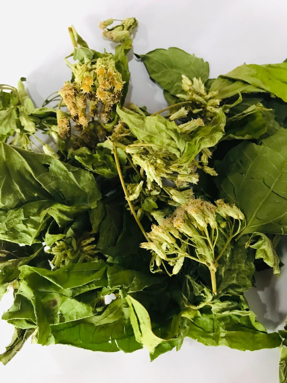 Ceylon Calea Zacatechichi 1kg Mexican Dream Herbs 100% Organic Herbal Tea
