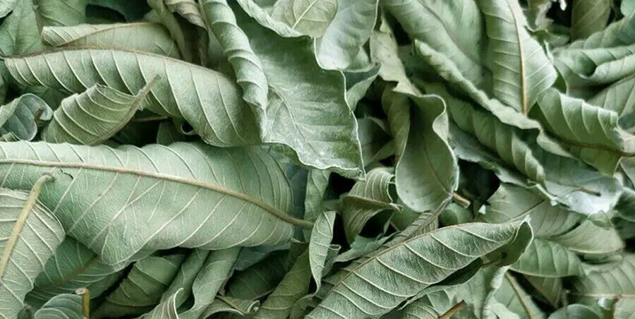 50 pcs Organic Ceylon Guava Dried Leaves – Anti Diabetic Anti Fat Burner Herbal