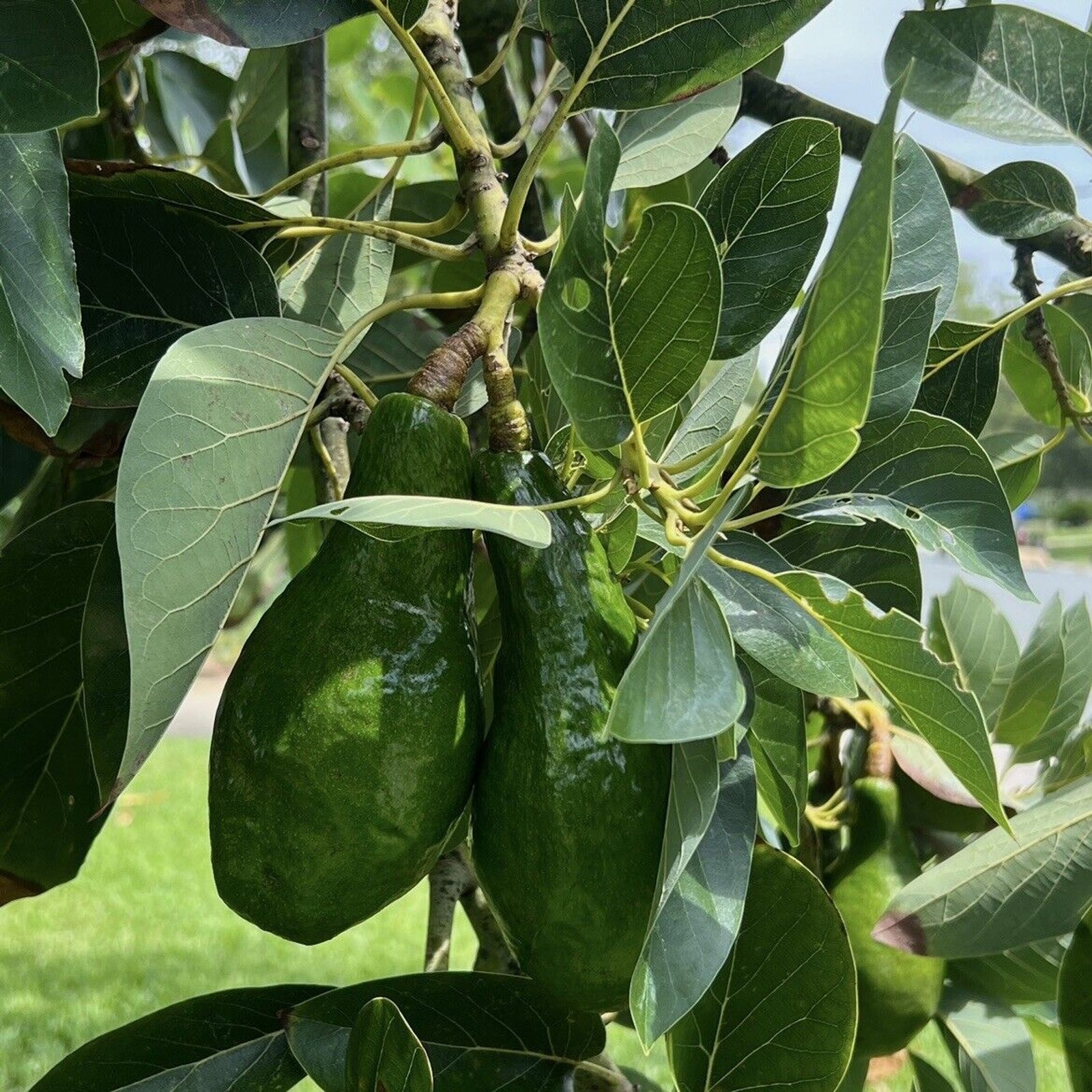 16 Fresh Avocado Leaf For Herbal Tea Organically Grown No Pesticides Home-grown