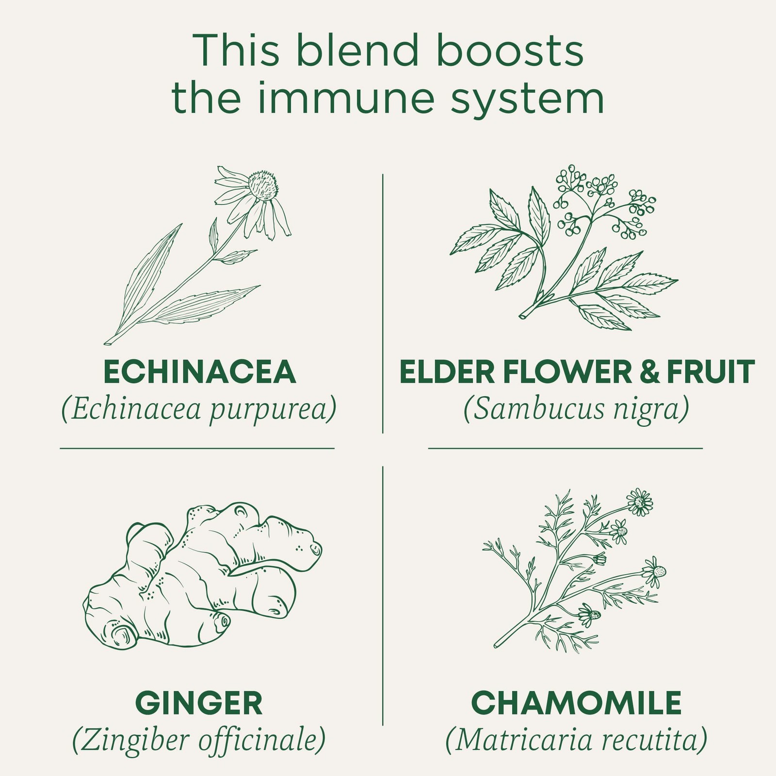 Traditional Medicinals Tea, Organic Echinacea Plus 16 Count (Pack of 1)