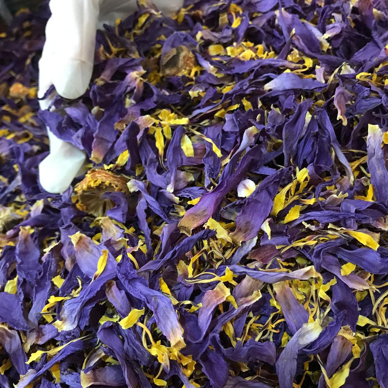 Ceylon Egyptian Cut Blue Lotus Nymphaea Caerulea Hand Picked Herbal Organic Tea