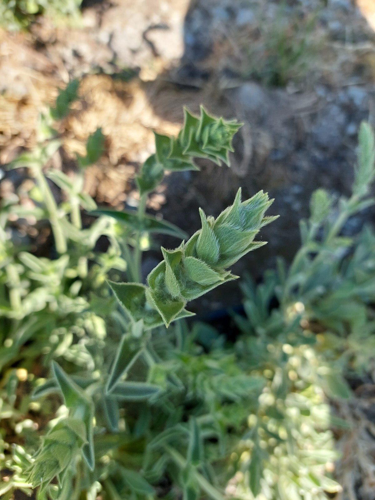 Herbal Tea – Greek Mountain Tea
