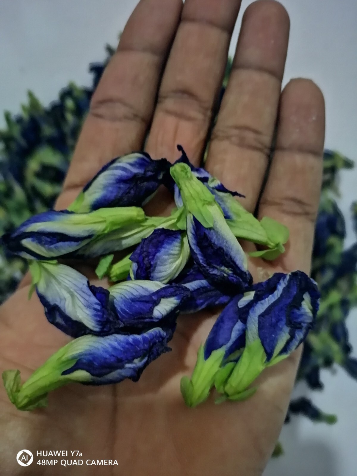 Premium Ceylon dried BUTTERFLY PER flowers Tea Ayurveda NIL KATAROLU 50pcs