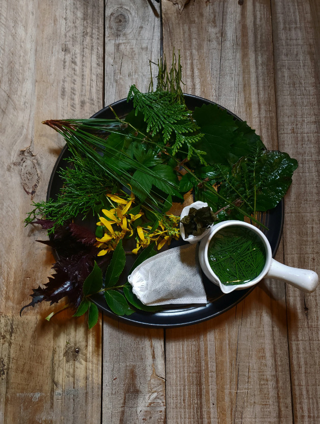 Wild Harvested Organic Mulberry Leaf Loose Tea in Bags – 25 Ct